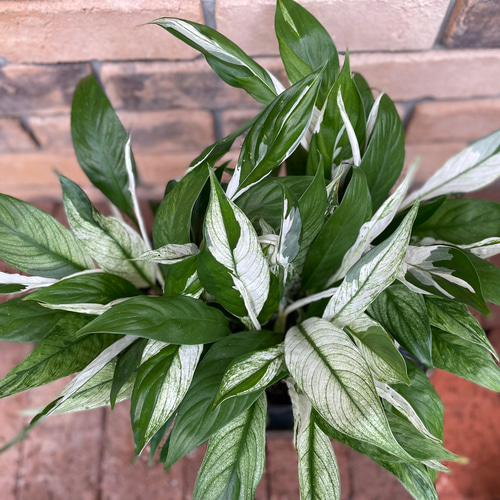 観葉植物*スパティフィラム 斑入り その他素材 Comu*Garden 観葉植物*スパティフィラム 斑入り その他素材 Comu*Garden
