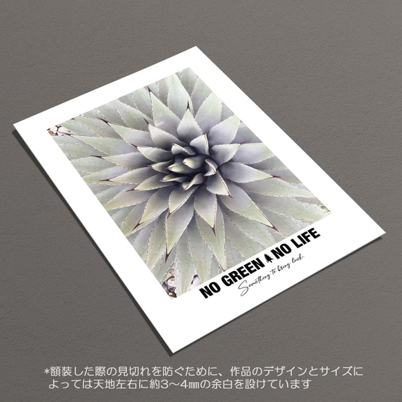 ☆インテリアフォトポスター -agave-【135】 6枚目の画像