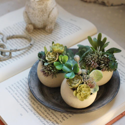 多肉植物 寄せ植え レッドベリーhyb( * ֦ơωơ֦) 多肉植物 くるくま