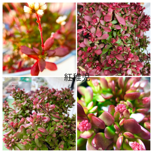 多肉植物 もりもりレモータ♡紅葉開始♪抜き苗 火祭り♡紅葉♡モリモリ♡多肉植物♡ガーデニング♡インテリア