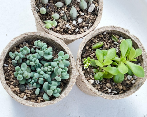 多肉植物 もりもりレモータ♡紅葉開始♪抜き苗 【公式通販】