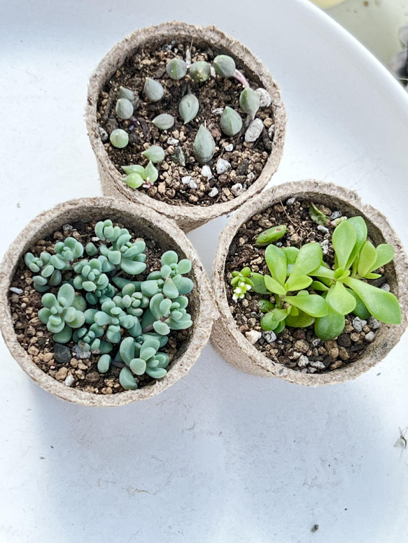 紅葉もりもりセット＊3種類＊多肉植物＊抜き苗かポットごと
