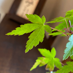 芽吹き～新緑～紅葉と四季折々楽しめるグリーンインテリア【こけ玉】ヤマモミジ　～盆栽仕立て～ 3枚目の画像