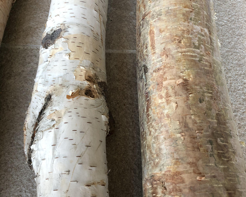 「専用ページ」白樺の樹皮 約5kg 専用ページ」白樺の樹皮 約5kg 専用ページ」白樺の樹皮 約5kg 白樺の