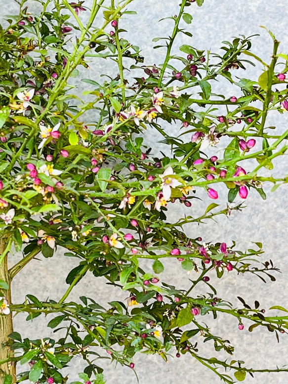 新緑の季節到来 おうちで育てる 新柑橘 フィンガーライム接木苗 花芽 ...