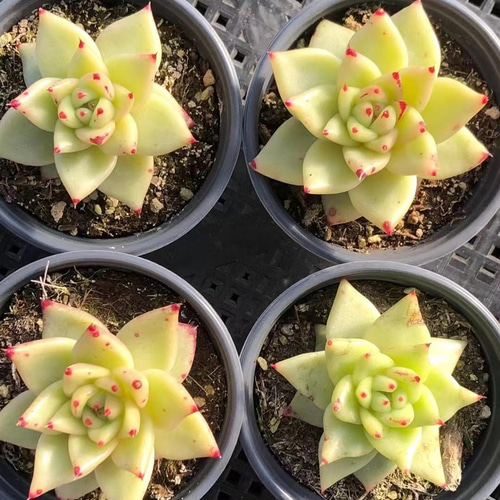 多肉☆AKマリア・3苗・カット苗 5b30f174aa1c5af6f36a33d290bea6