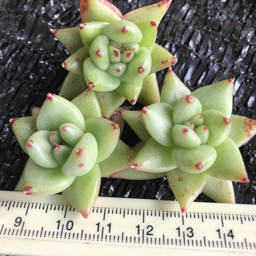 多肉植物 ゴールドマリア 3苗1セット1500円 カット苗 多肉植物 愛多肉