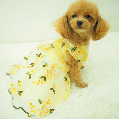 楽天市場】クーポン配布中 【 小型犬用 】 犬 服 犬服 結婚式