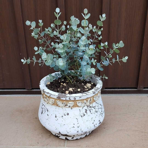 ユーカリ グニー アンティーク風テラコッタ鉢植え 苗 盆栽 fleurir