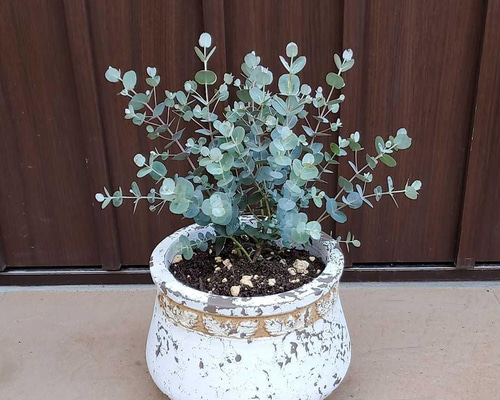ボリューム株　ユーカリ　グニー　鉢植え　苗　シンボルツリーに ボリューム株 ユーカリ グニー 鉢植え 苗 シンボルツリーにの