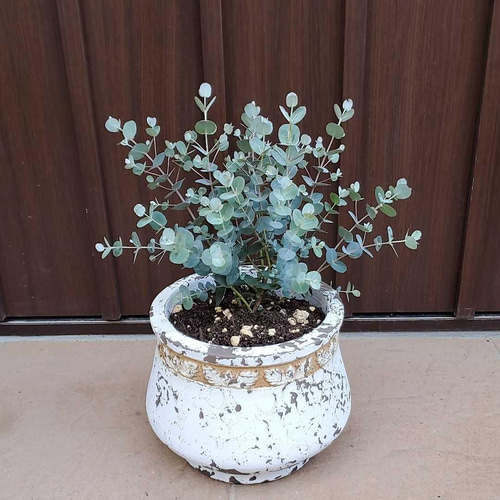 ボリューム株ユーカリグニー鉢植え苗シンボルツリーに