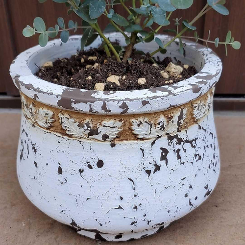 ユーカリ グニー アンティーク風テラコッタ鉢植え 苗 盆栽 fleurir
