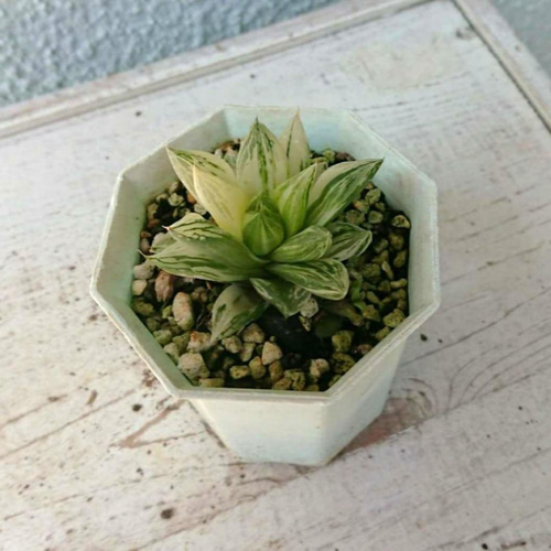 ハオルチア 宝草錦 斑入り 上斑 送料無料 幅約6㎝ 多肉植物 サザンサボ