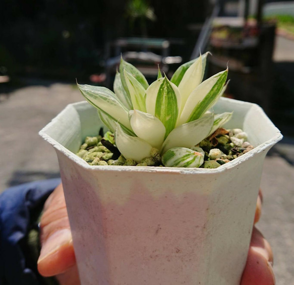 ハオルチア 宝草錦 斑入り 上斑 送料無料 幅約6㎝ 多肉植物 サザンサボ