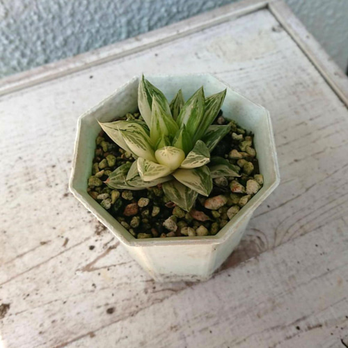 ハオルチア 宝草錦 斑入り 上斑 送料無料 幅約6㎝ 多肉植物 サザンサボ