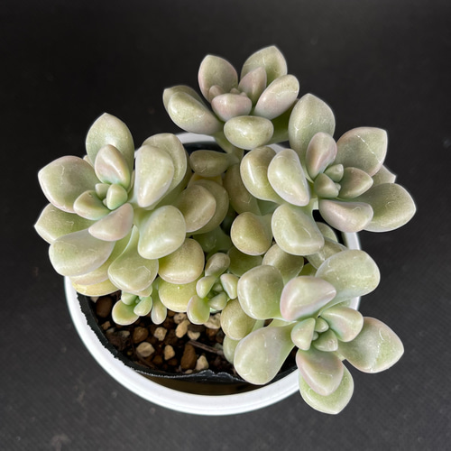 だるま姫秋麗 多肉植物 その他素材 kanomarihome 通販 13736626