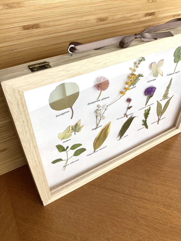 扉付き植物標本15種の草花たち･:*+. 壁掛けかわいい ボタニカルフレーム　ドライフラワー　母の日2024 9枚目の画像