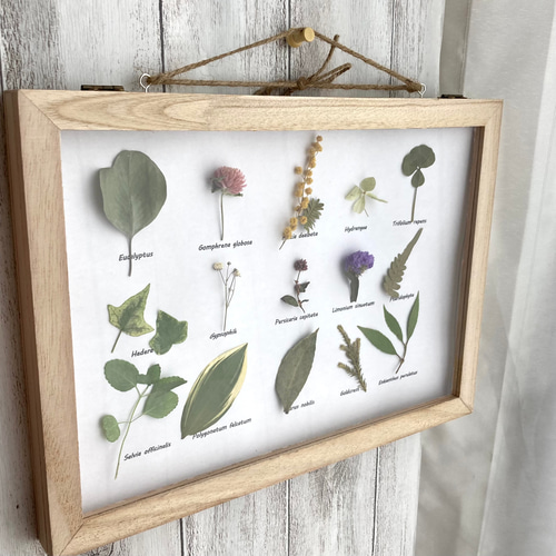 扉付き植物標本15種の草花たち・:*+. 壁掛け 花 かわいい ボタニカル