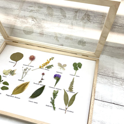 扉付き植物標本15種の草花たち･:*+. 壁掛けかわいい ボタニカルフレーム　ドライフラワー　母の日2024 6枚目の画像