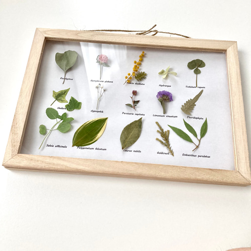 扉付き植物標本15種の草花たち・:*+. 壁掛け 花 かわいい ボタニカル