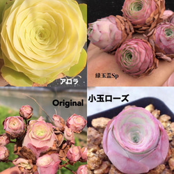 多肉植物 グリーノビア 4苗セット　抜き苗　セット販売 1枚目の画像