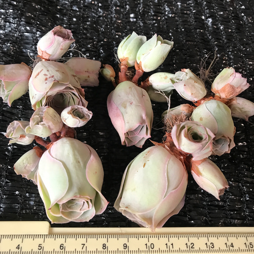 レア交配種 多肉植物 グリーノビア ピンクエルイエロ x珠玉 群生苗