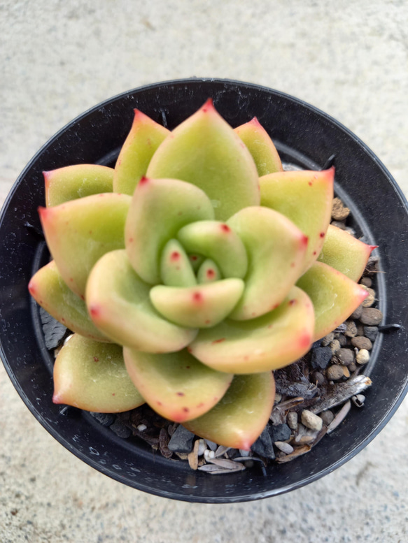 多肉植物　"リンゴスター" 2枚目の画像