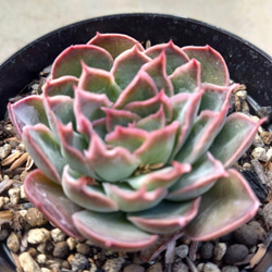 多肉植物　サンタバーバラ" 1枚目の画像