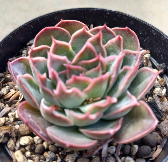 多肉植物　サンタバーバラ" 1枚目の画像