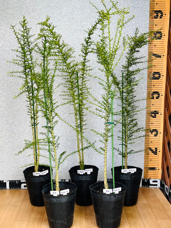 花と植物のある暮らし おうちで育てる 新柑橘 フィンガーライム実生苗 