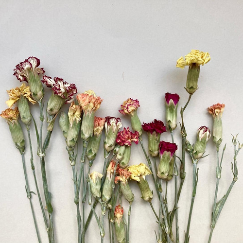 送料無料】カーネーションのドライフラワーミニスワッグガーランド  