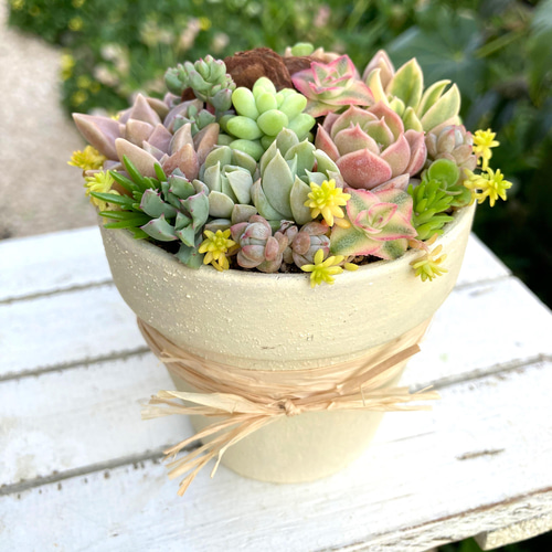 sold 多肉植物 寄せ植え そのまま飾れる 『春の夕方の風』 多肉 sold 多肉植物 寄せ植え そのまま飾れる 『春の夕方の風』 多肉