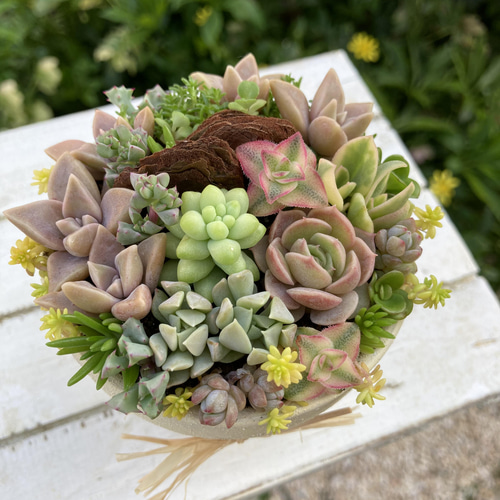 多肉植物 寄せ植え 4種セット（速達）