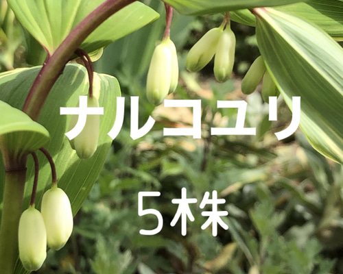 班入り ナルコユリ 苗 5株 ＊ アマドコロ 鳴子百合 山野草 多年草 多肉
