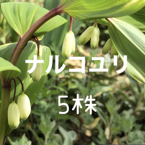 斑入り ナルコユリ 苗 5株 ＊ アマドコロ 鳴子百合 山野草 多年草 多肉