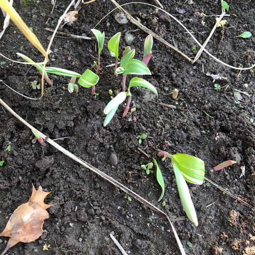 班入り ナルコユリ 苗 5株 ＊ アマドコロ 鳴子百合 山野草 多年草 多肉