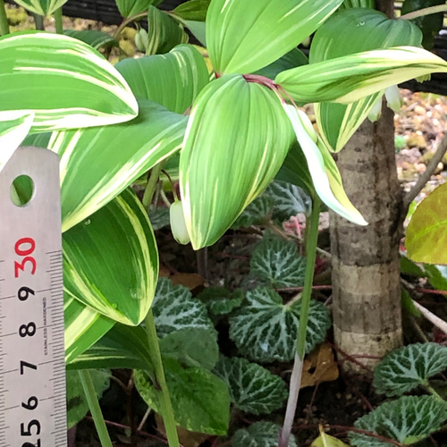 【随時出荷中！】ナルコユリの苗 　約5.5キロ※土付き　発芽から10年以上　特大 班入り ナルコユリ 苗 5株 ＊ アマドコロ 鳴子百合 山野草 多年草 多肉