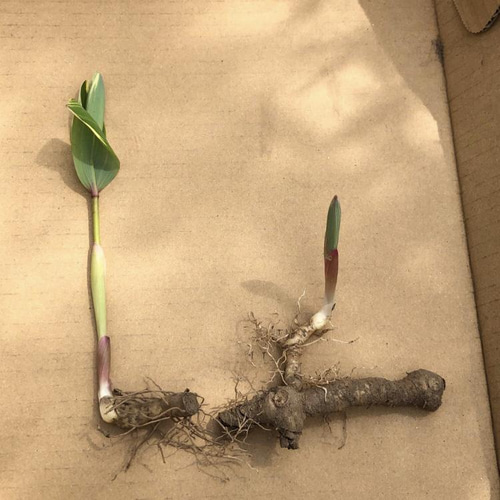 【随時出荷中！】ナルコユリの苗 　約5.5キロ※土付き　発芽から10年以上　特大 ナルコユリ 【花苗 4号】｜ 【植物のITANSE】全品送料無料・即出荷!