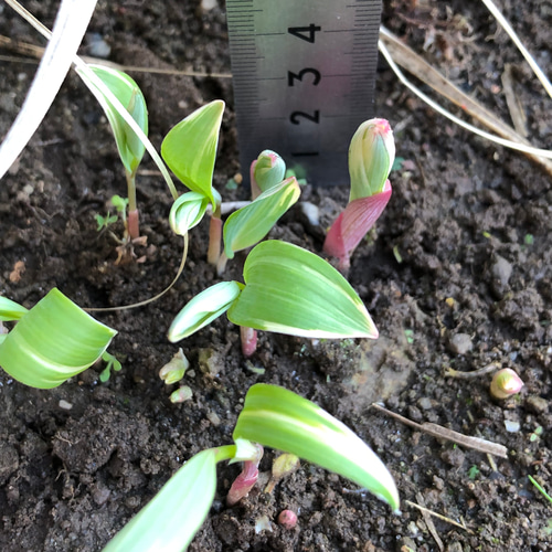 班入り ナルコユリ 苗 5株 ＊ アマドコロ 鳴子百合 山野草 多年草 多肉