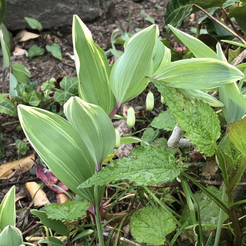 班入り ナルコユリ 苗 5株 ＊ アマドコロ 鳴子百合 山野草 多年草 多肉