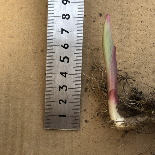斑入り ナルコユリ 苗 5株 ＊ アマドコロ 鳴子百合 山野草 多年草 多肉