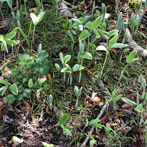 【随時出荷中！】ナルコユリの苗 　約5.5キロ※土付き　発芽から10年以上　特大 ナルコユリ 【花苗 4号】｜ 【植物のITANSE】全品送料無料・即出荷!