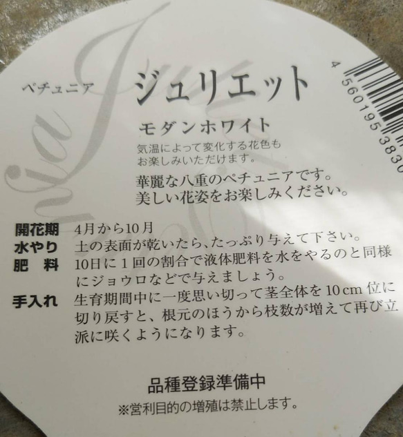 花芳さんの　栄養系ペチュニア　ジュリエット　モダンホワイト＊* 8枚目の画像