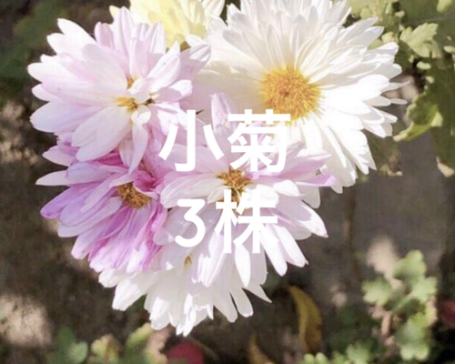 51f23a5705f0317da20a1b1f3f6587