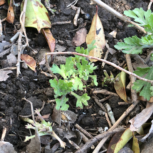 コギク ピンク 白 苗 3株 ＊ 小菊 多年草 多肉植物 ちいさなうさぎ