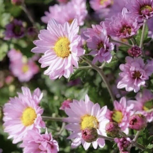 コギク ピンク 白 苗 3株 ＊ 小菊 多年草 多肉植物 ちいさなうさぎ