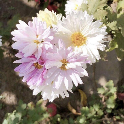 多肉植物 ピンクの花 白い鉢