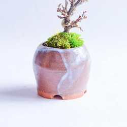 ❁蕾たくさん❁ときなりさん  ベニシタン　ミニ盆栽　自作鉢 4枚目の画像