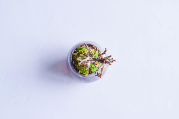 ❁蕾たくさん❁ときなりさん  ベニシタン　ミニ盆栽　自作鉢 5枚目の画像