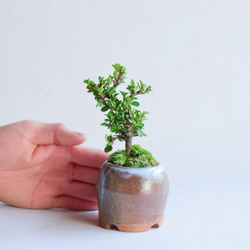 ❁蕾たくさん❁ときなりさん  ベニシタン　ミニ盆栽　自作鉢 1枚目の画像